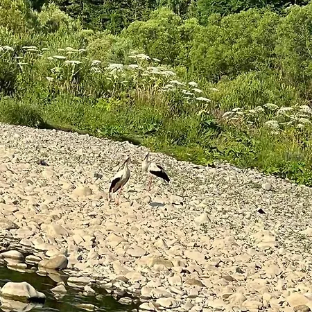 карпати анастасія *