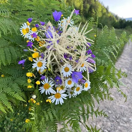Guest house карпати анастасія