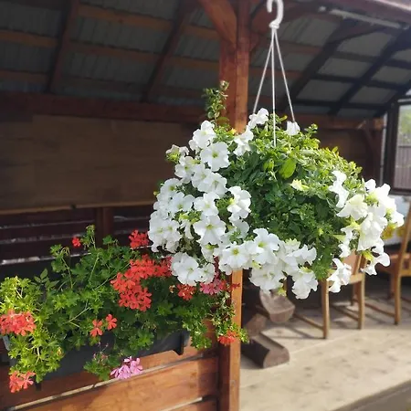 карпати анастасія Guest house Skole