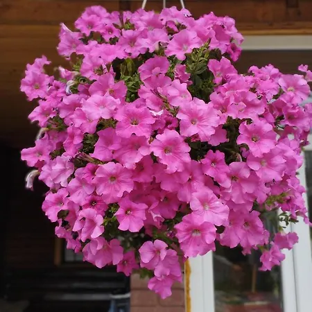 карпати анастасія *